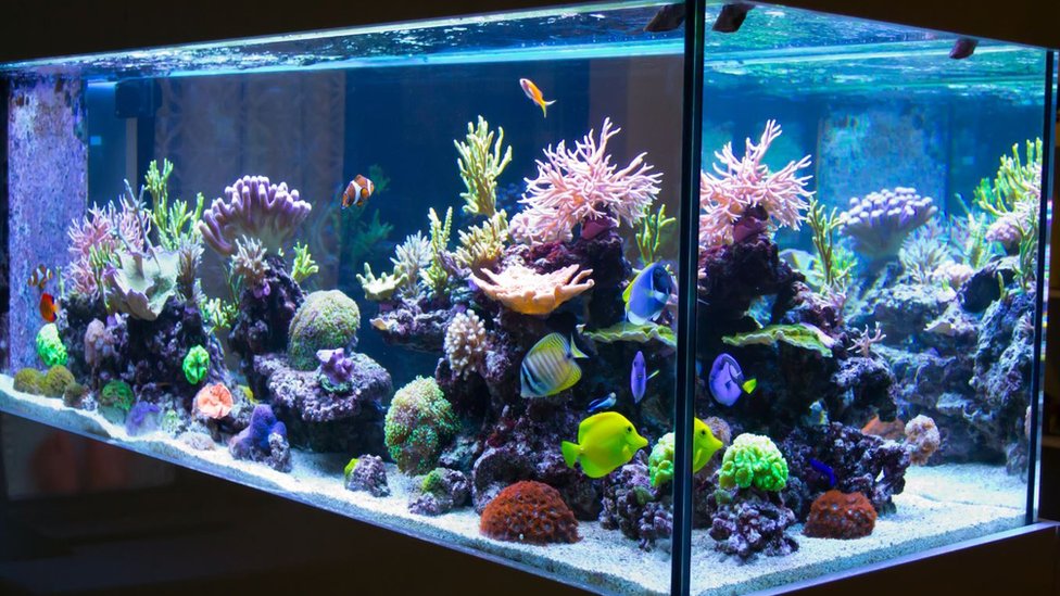 Captivating Aquatic Environments: Fish Tanks as Artistic Expressions