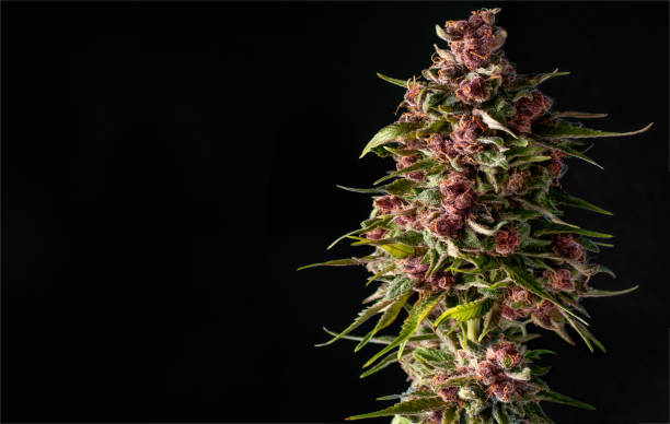 Top 5 Delta 8 Buds You Should Try